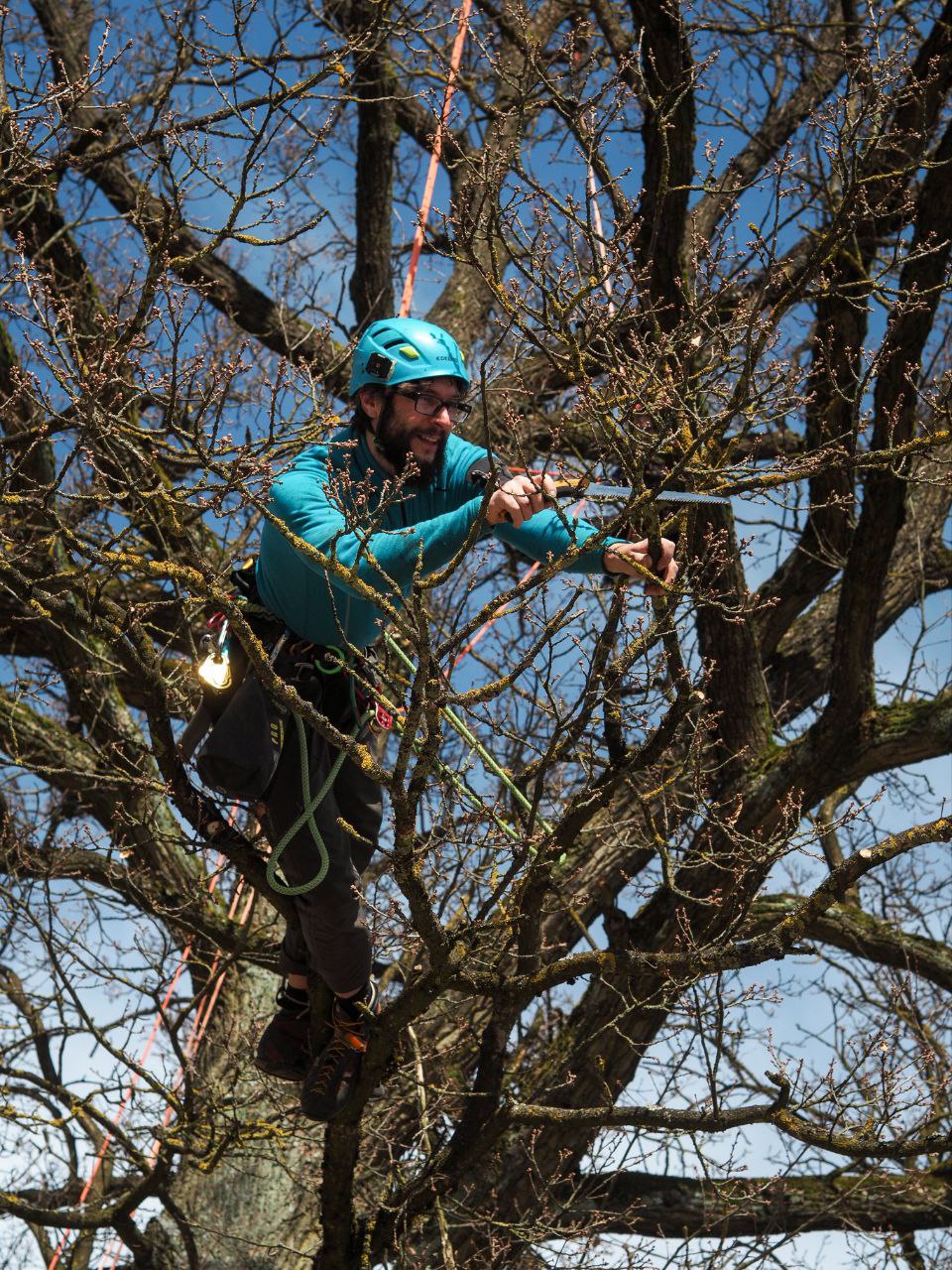 Baumpfleger beim Klettern