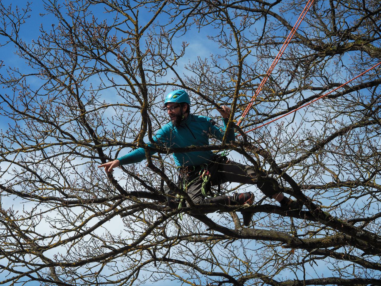 Baumpfleger beim Klettern
