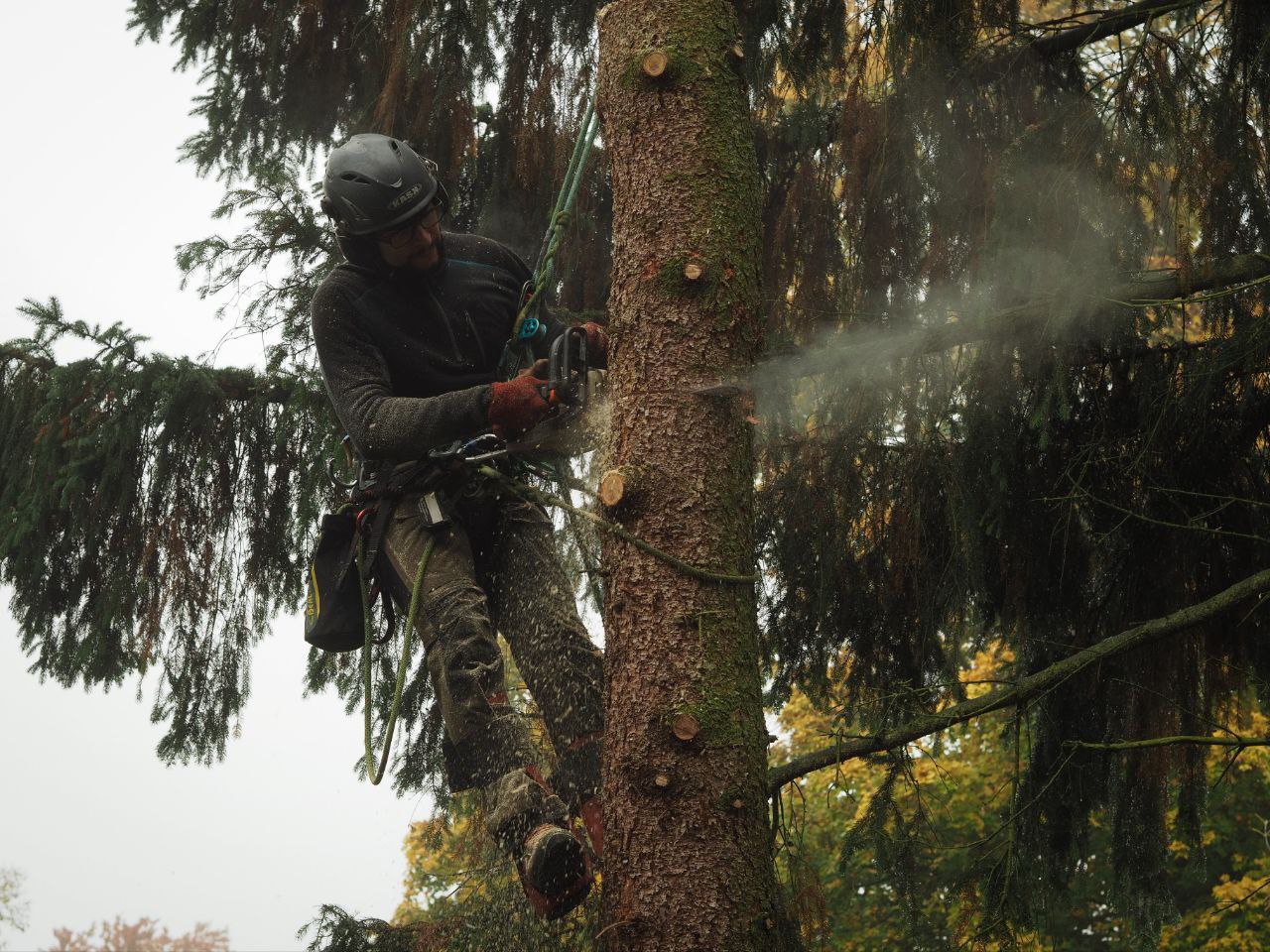 Baumpfleger beim Klettern