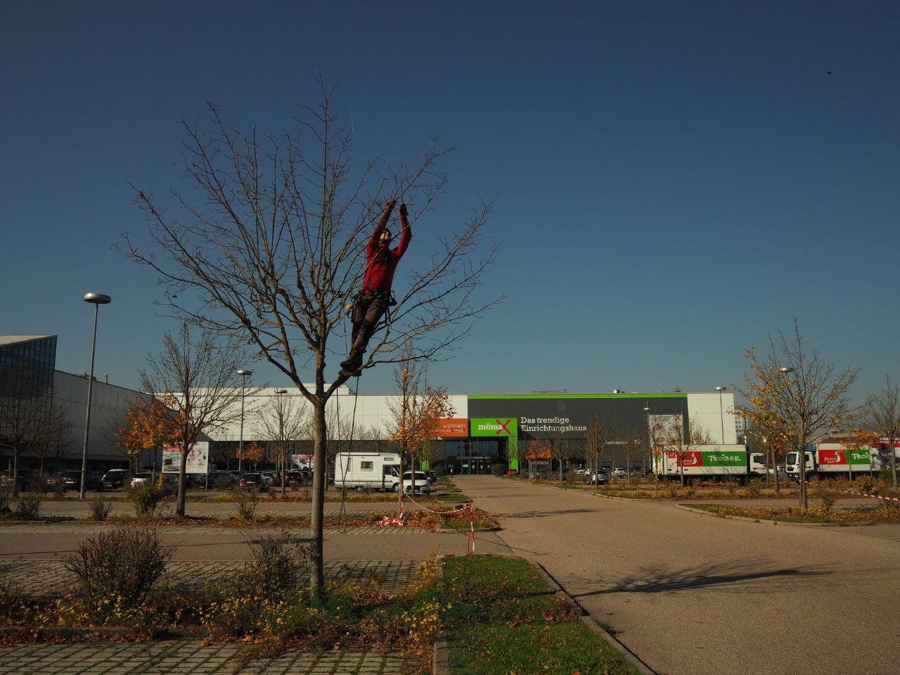 Baumpfleger beim Klettern