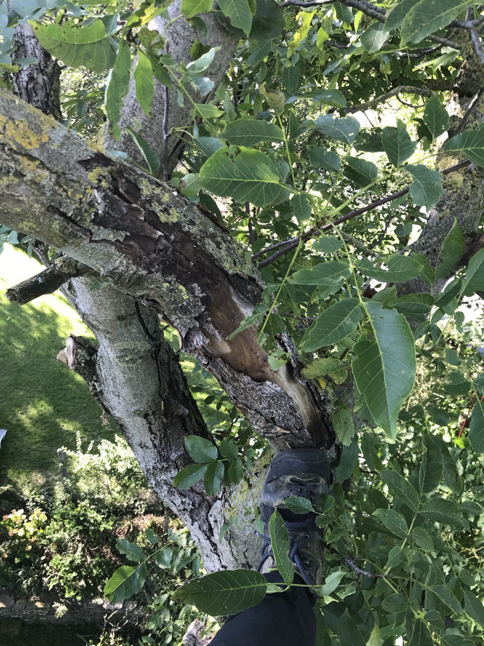 Totholz im Baum – Lebensraum