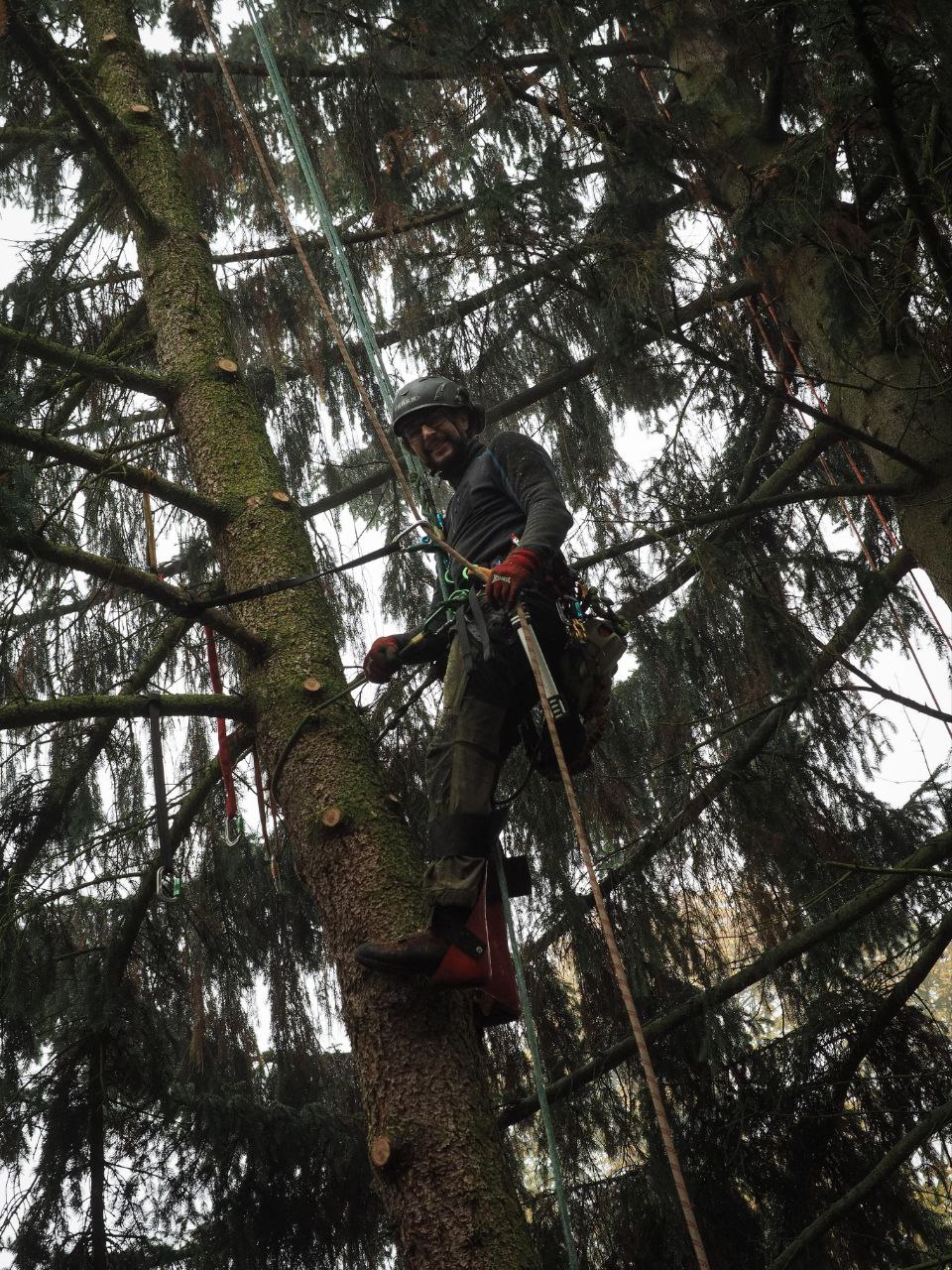 Baumpfleger beim Klettern