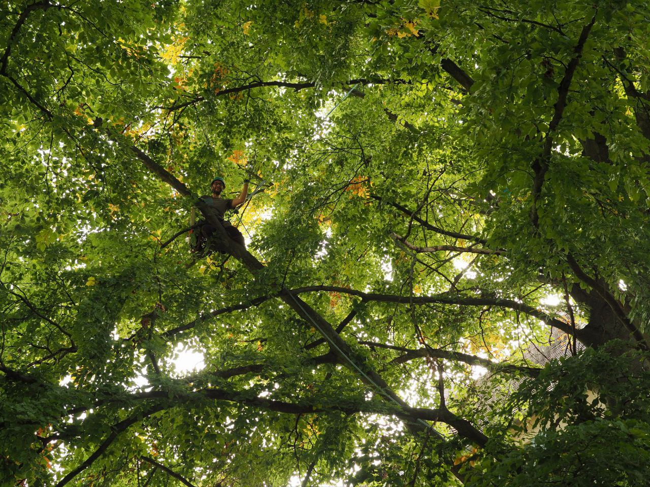 Baumpfleger beim Klettern
