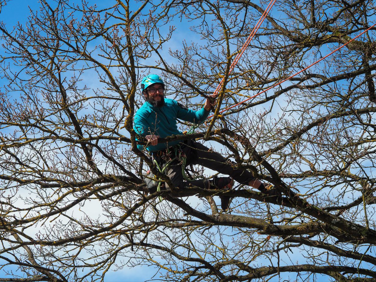 Baumpfleger beim Klettern